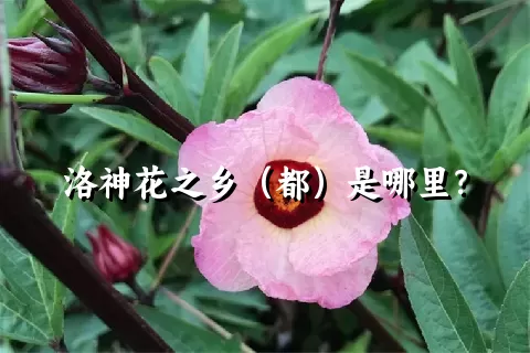 洛神花之乡（都）是哪里？