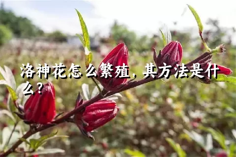 洛神花怎么繁殖，其方法是什么？