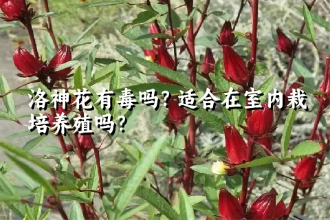 洛神花有毒吗？适合在室内栽培养殖吗？