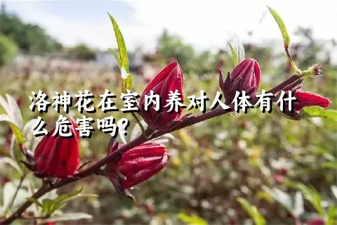 洛神花在室内养对人体有什么危害吗？