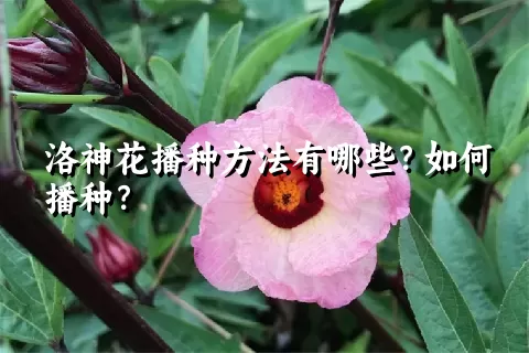 洛神花播种方法有哪些？如何播种？