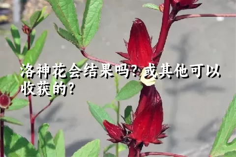 洛神花会结果吗？或其他可以收获的？