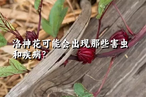 洛神花可能会出现那些害虫和疾病？