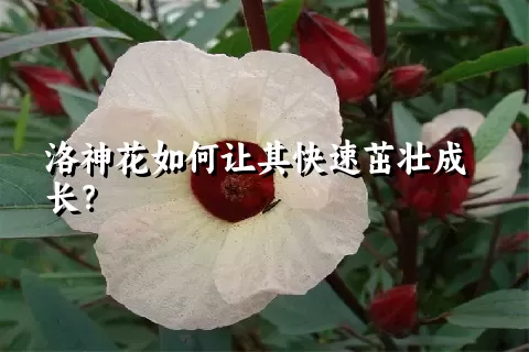 洛神花如何让其快速茁壮成长？