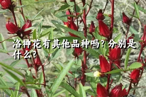 洛神花有其他品种吗？分别是什么？