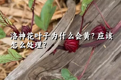 洛神花叶子为什么会黄？应该怎么处理？