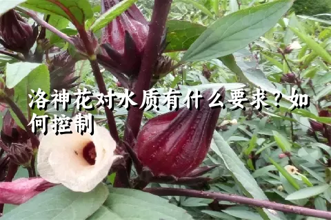 洛神花对水质有什么要求？如何控制