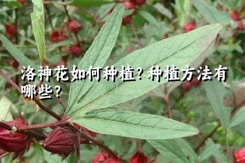 洛神花如何种植？种植方法有哪些？