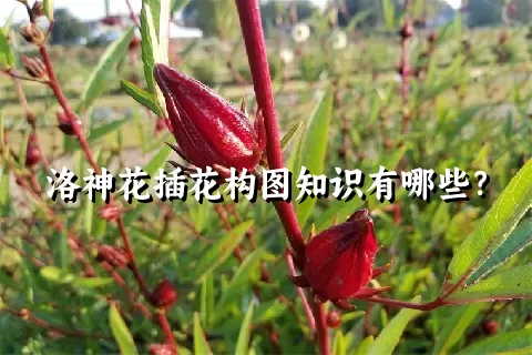 洛神花插花构图知识有哪些？