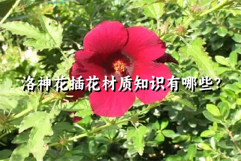 洛神花插花材质知识有哪些？