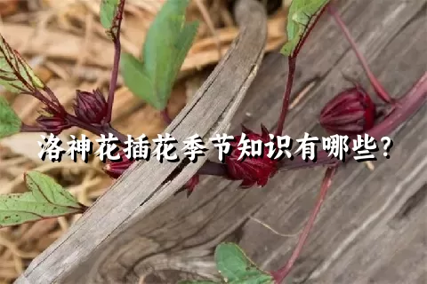 洛神花插花季节知识有哪些？