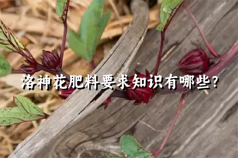 洛神花肥料要求知识有哪些？