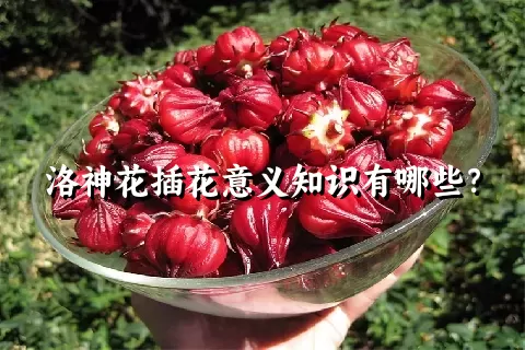 洛神花插花意义知识有哪些？