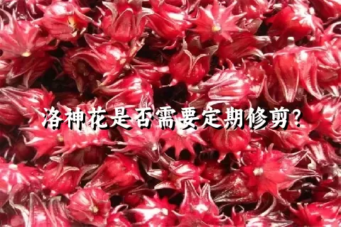 洛神花是否需要定期修剪？