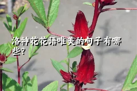 洛神花花语唯美的句子有哪些？