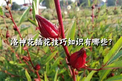 洛神花插花技巧知识有哪些？