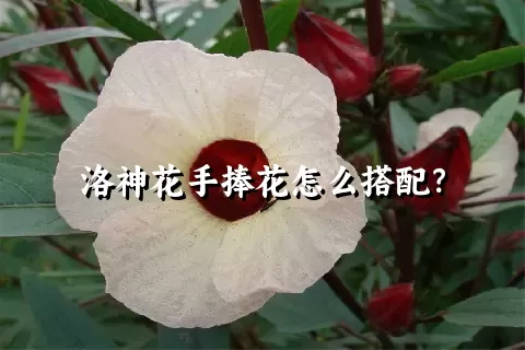 洛神花手捧花怎么搭配？