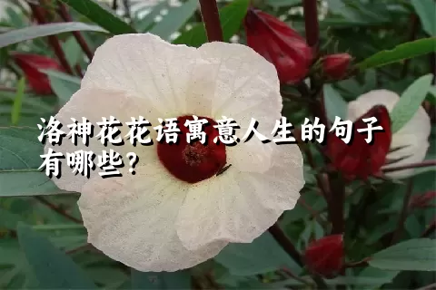 洛神花花语寓意人生的句子有哪些？