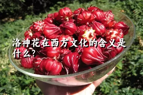 洛神花在西方文化的含义是什么？