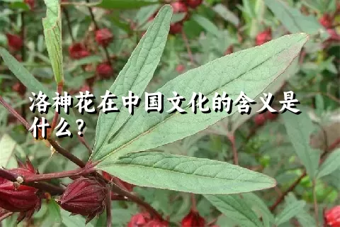 洛神花在中国文化的含义是什么？