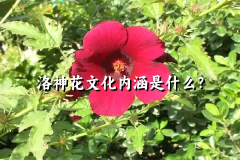 洛神花文化内涵是什么？