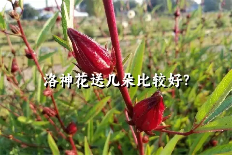 洛神花送几朵比较好？