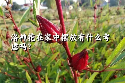 洛神花在家中摆放有什么考虑吗？