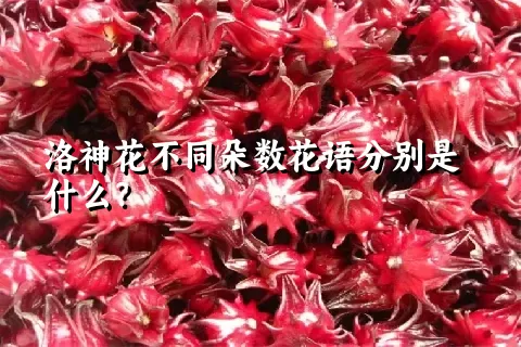 洛神花不同朵数花语分别是什么？