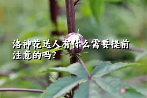 洛神花送人有什么需要提前注意的吗？