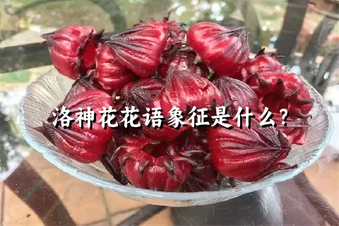 洛神花花语象征是什么？