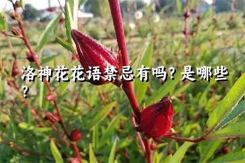 洛神花花语禁忌有吗？是哪些？