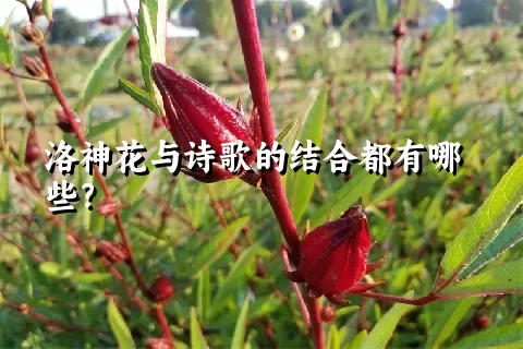 洛神花与诗歌的结合都有哪些？