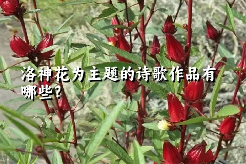 洛神花为主题的诗歌作品有哪些？