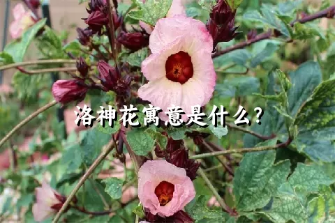 洛神花寓意是什么？