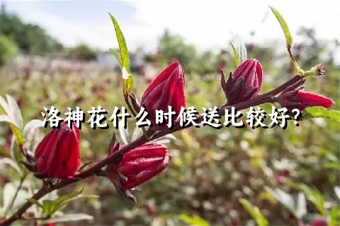 洛神花什么时候送比较好？