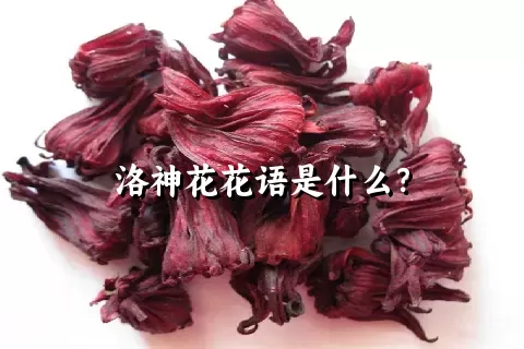 洛神花花语是什么？