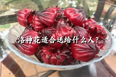 洛神花适合送给什么人？