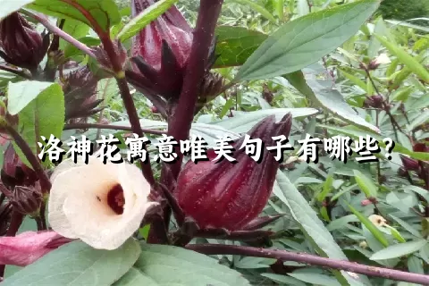 洛神花寓意唯美句子有哪些？