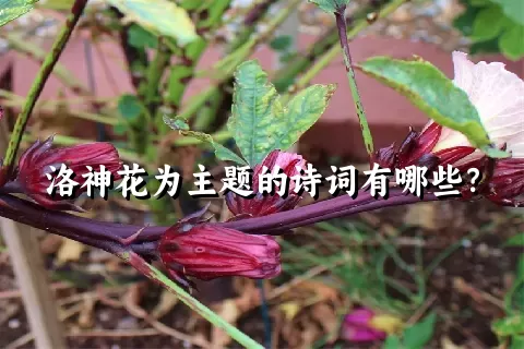 洛神花为主题的诗词有哪些？