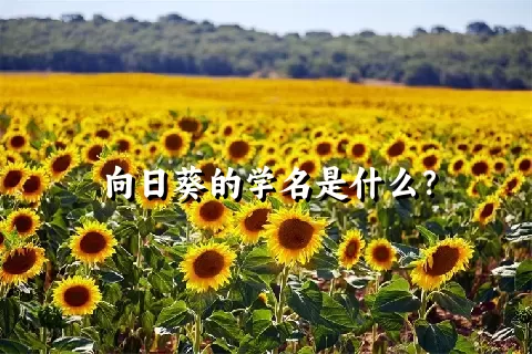 向日葵的学名是什么？