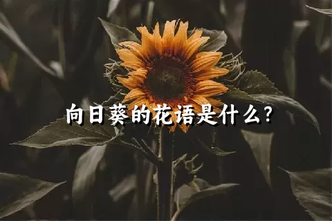 向日葵的花语是什么？