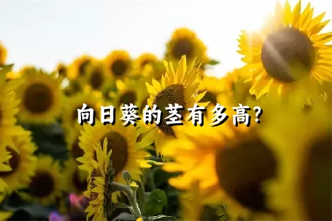 向日葵的茎有多高？