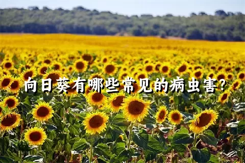 向日葵有哪些常见的病虫害？