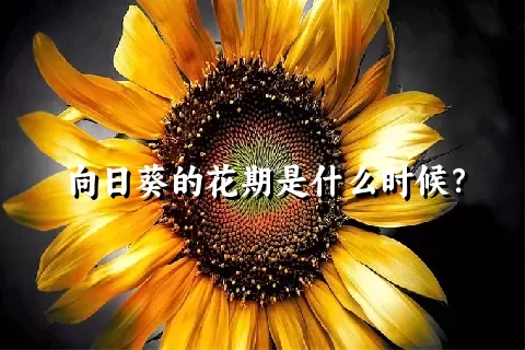 向日葵的花期是什么时候？