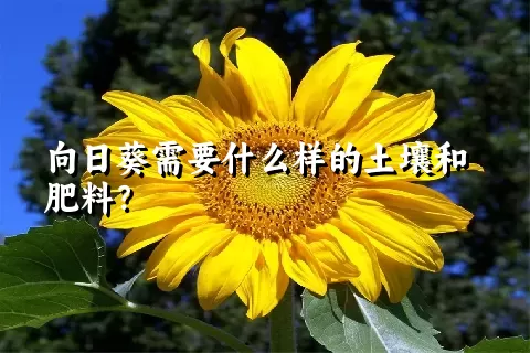 向日葵需要什么样的土壤和肥料？