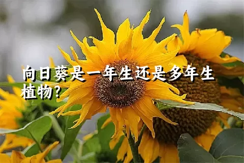 向日葵是一年生还是多年生植物？