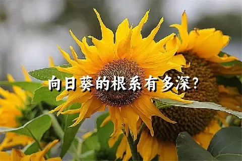 向日葵的根系有多深？