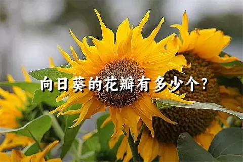 向日葵的花瓣有多少个？