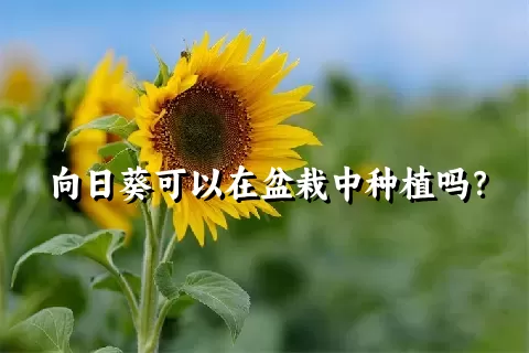 向日葵可以在盆栽中种植吗？