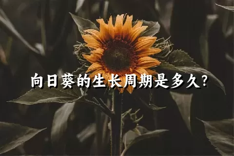 向日葵的生长周期是多久？